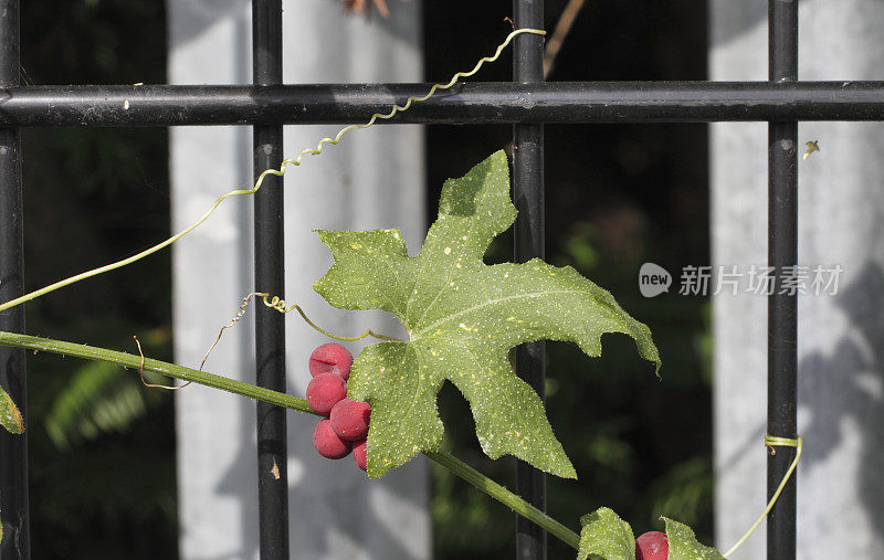 红色浆果，白色bryony Bryonia dioica